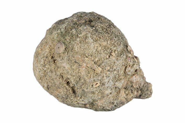 Silurain Fossil Sponge (Astraeospongia) - Tennessee #203710